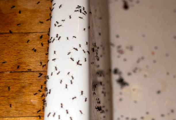 Best Bed Bug Extermination  in Tuskegee, AL